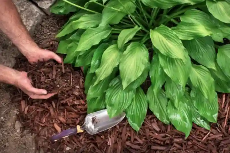 How long does mulch last in Santa Maria, CA 