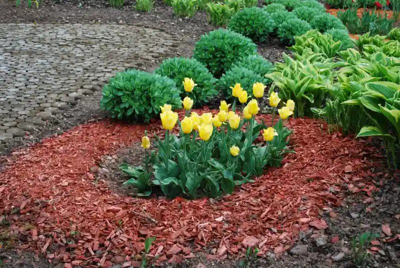 Mulching and Fertilization