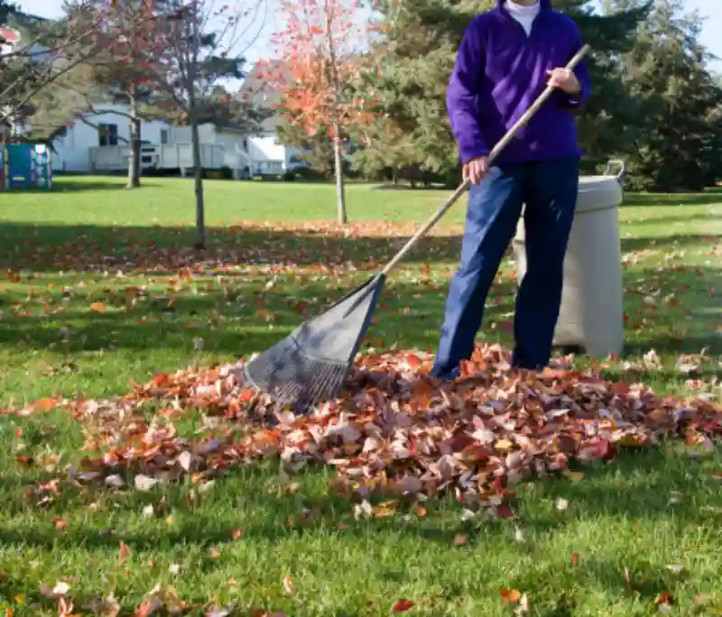 Professional Yard cleanup Service in Santa Maria, CA 